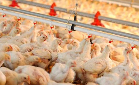 میانگین قیمت مرغ زنده ۵۶ تا ۵۷ هزار تومان است - خبرگزاری مهر | اخبار ایران و جهان