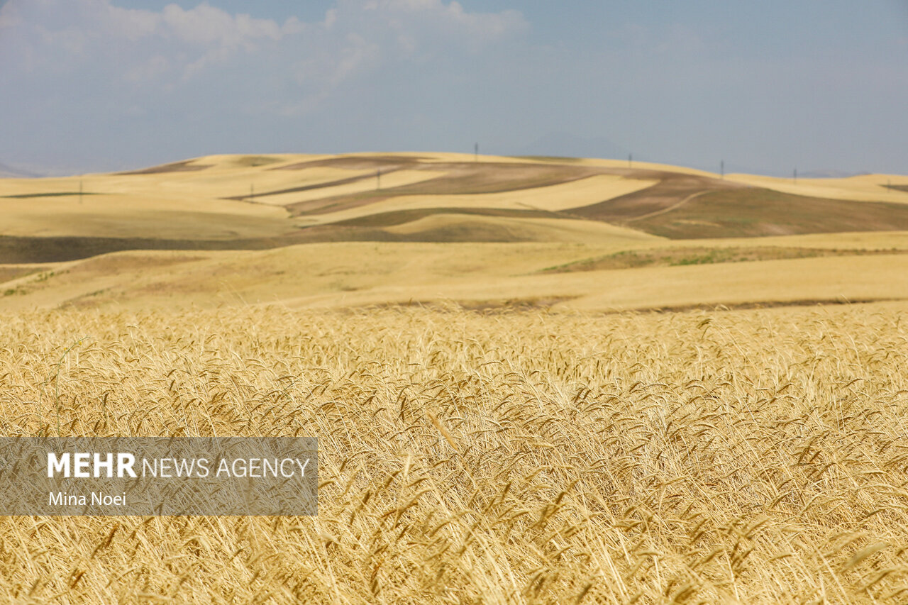 خطر بیش‌بود تولید گندم در سال زراعی جدید - خبرگزاری مهر | اخبار ایران و جهان